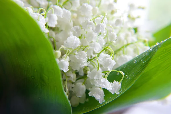 Букет цветущей лилии — стоковое фото