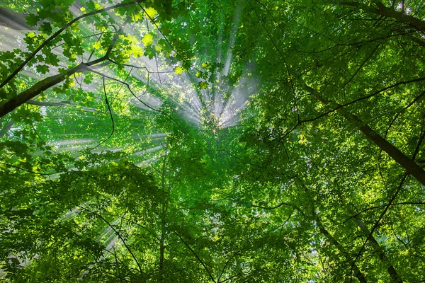Rayos de sol a través de los árboles —  Fotos de Stock