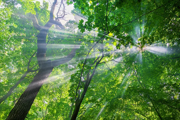 Rayos de sol a través de los árboles —  Fotos de Stock