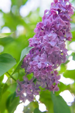 Pembe Eflatun çiçek açan 