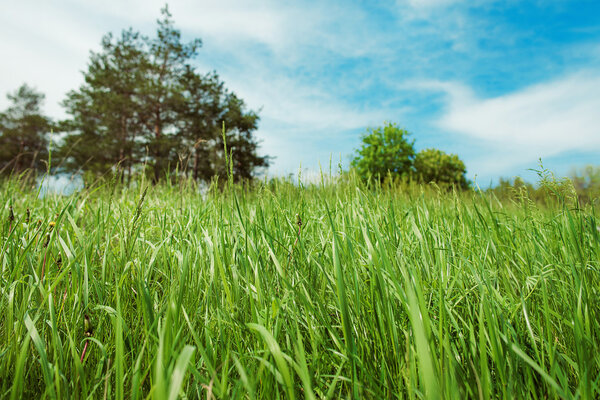 зеленая трава и сосны
