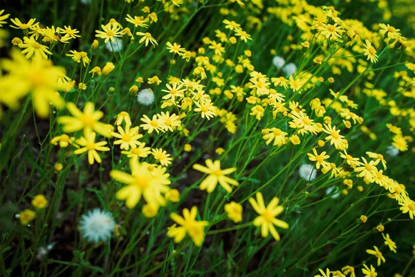 Fält med gula blommor — Stockfoto