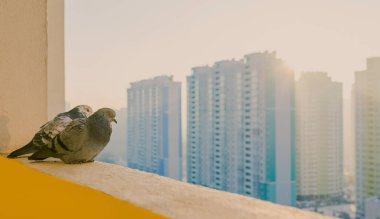 Güneşli bir günde, yeni apartman binalarının arka planında balkonda oturan iki güvercin. Varsayım, başarı, perspektif konsepti