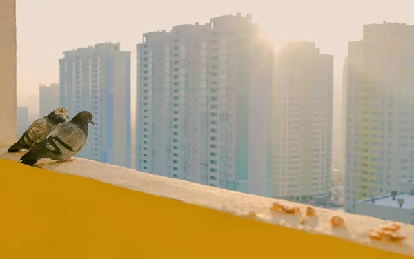Два Голуби Сидять Балконі Новому Житловому Будівництві Району Фоні Сонячного — стокове фото