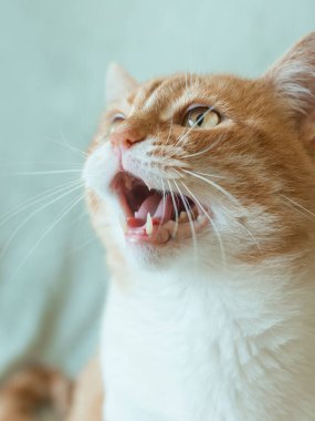 Evdeki sevimli kızıl saçlı kedi. Evcil hayvan konsepti