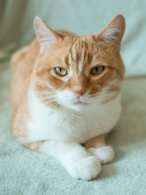 Evdeki sevimli kızıl saçlı kedi. Evcil hayvan konsepti