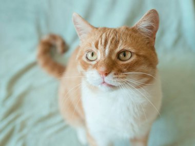 Evdeki sevimli kızıl saçlı kedi. Evcil hayvan konsepti