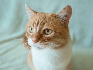 Evdeki sevimli kızıl saçlı kedi. Evcil hayvan konsepti