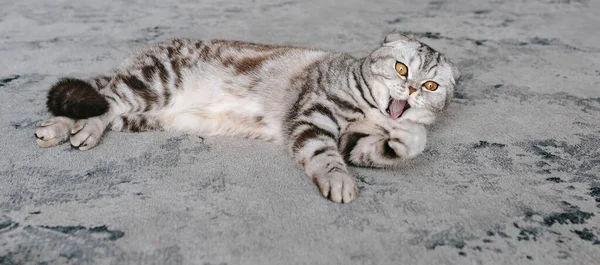 Schattige Grijze Schotse Kat Liggend Grijs Tapijt Huisdieren Verzorging Liefde — Stockfoto