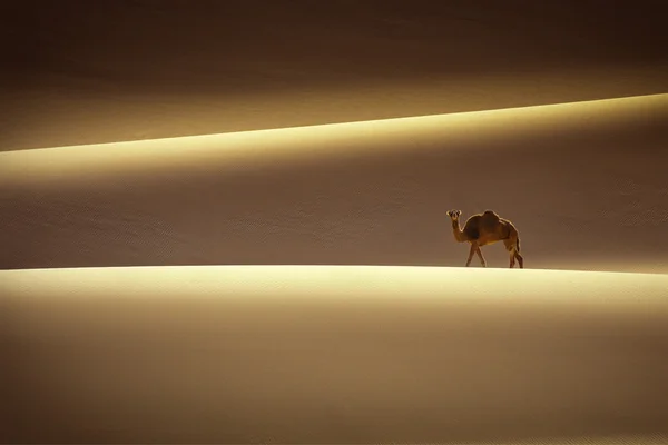 Wüste od sahara — Stockfoto