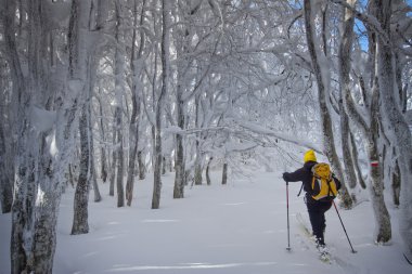 İtalya, Toskana, Milli Parkı Casentino ormanların Mount SK