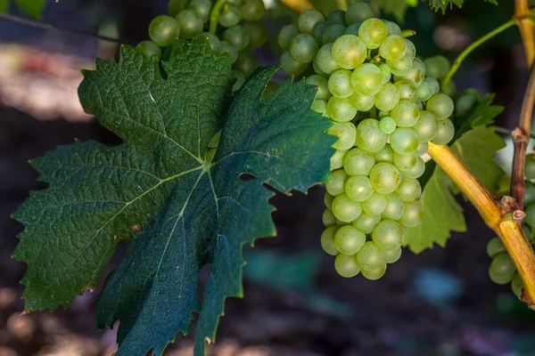 Виноград растет в виноградниках — стоковое фото