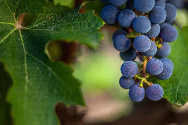 Виноград, що росте в винограднику — стокове фото
