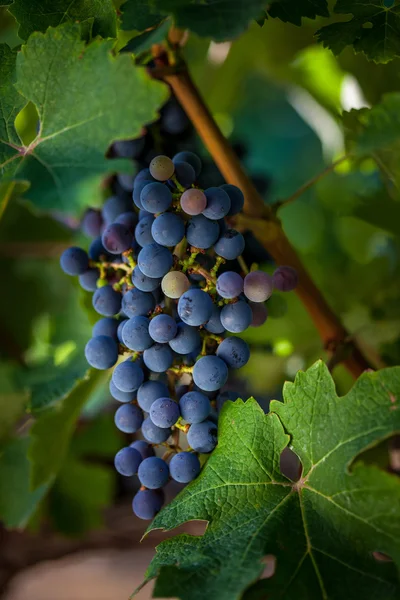 Uvas que crescem em vinha — Fotografia de Stock