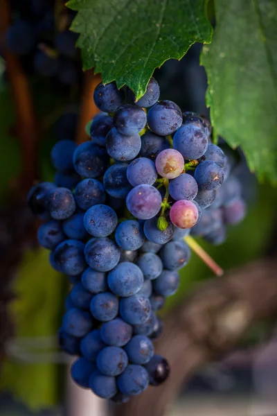 Uvas que crescem em vinha — Fotografia de Stock