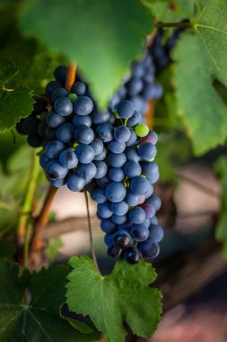 Üzüm bağında yetişen üzümler