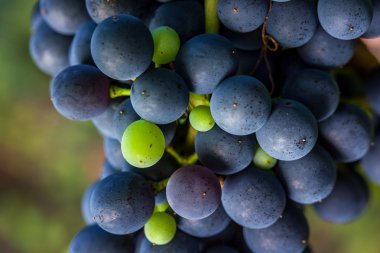 Üzüm bağında yetişen üzümler