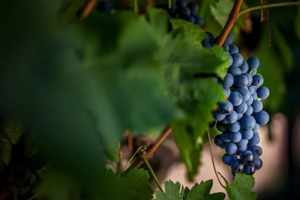 Wijnstokken in de wijngaard — Stockfoto