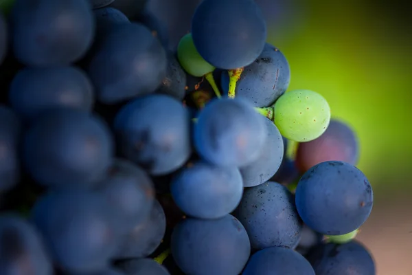 Uvas que crescem em vinha — Fotografia de Stock