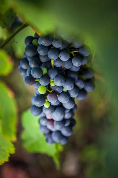 Uvas que crescem em vinha — Fotografia de Stock