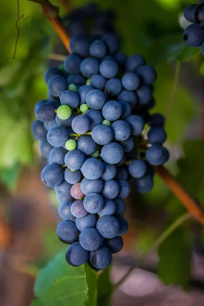 Виноград, що росте в винограднику — стокове фото