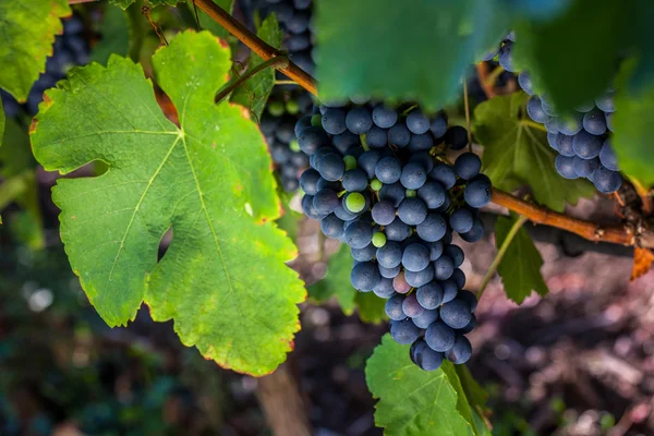 Uvas que crescem em vinha — Fotografia de Stock