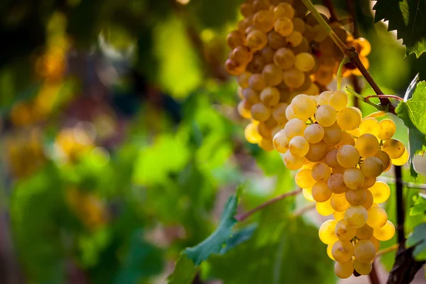 Uvas que crescem em vinha — Fotografia de Stock