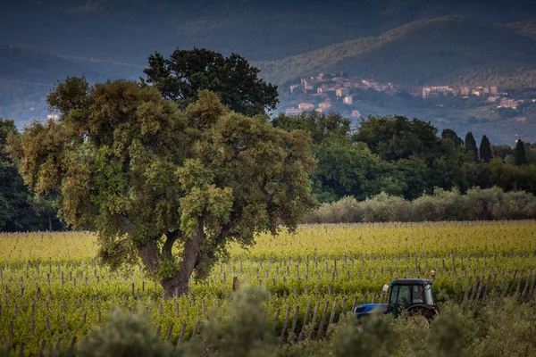 Vitigni in vigna — Foto Stock