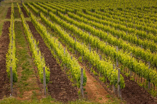 Uvas que crecen en viñedo — Foto de Stock