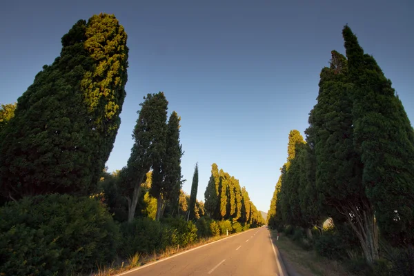 Itálie, Toskánsko, Castagneto Carducci, Bolgheri, silniční a cypresse — Stock fotografie