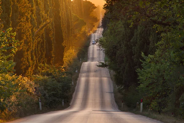 Italien, Toskana, Castagneto carducci, Bolgheri, Straße und Zypresse — Stockfoto