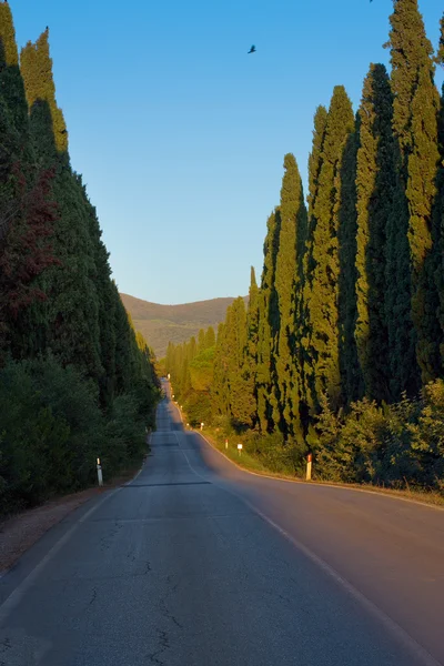 Itálie, Toskánsko, Castagneto Carducci, Bolgheri, silniční a cypresse — Stock fotografie