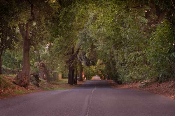 Itália, Toscana, Castagneto Carducci, Bolgheri, Estrada e ciprestes — Fotografia de Stock