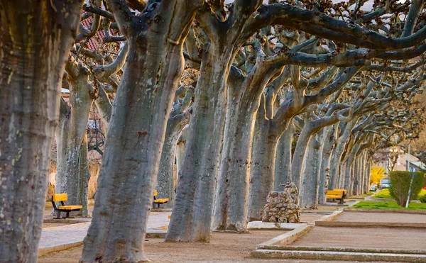 Daroca, Aragon, İspanya