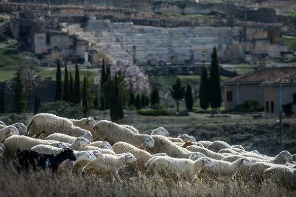 Segobriga, província de Cuenca, Castela-La-Mancha, Espanha — Fotografia de Stock