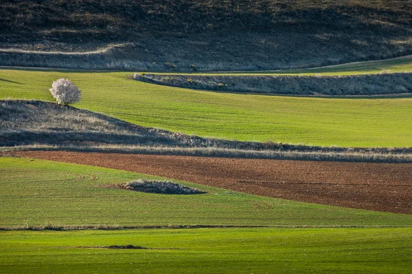 Ucles, Cuenca bölgesi, Castilla La Mancha, İspanya — Stok fotoğraf