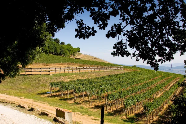 Itálie, Toskánsko, Bolgheri valley, vinice, víno z hroznů — Stock fotografie