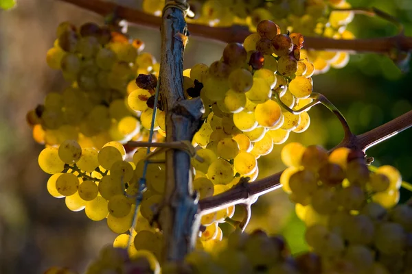 Италия, Тоскана, Болгерская долина, виноградник, виноград — стоковое фото