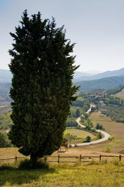 Italia, Toscana, Val di Bolgheri, vigneto, uva da vino — Foto Stock
