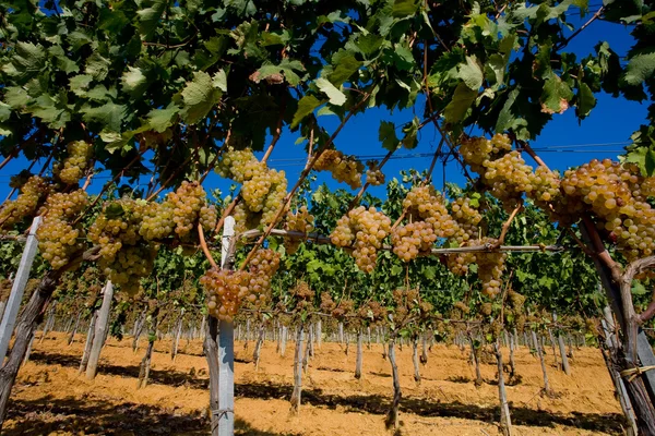 Itália, Toscana, Vale de Bolgheri, vinha, uva de vinho — Fotografia de Stock