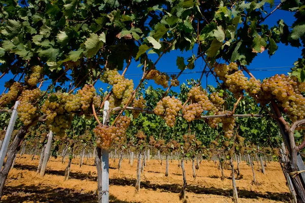 Italien, Toscana, Bolgheri valley, vingård, vindruva — Stockfoto