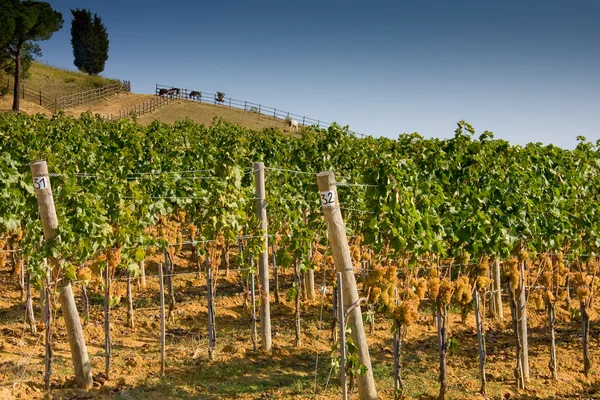 Italien, Toscana, Bolgheri valley, vingård, vindruva — Stockfoto