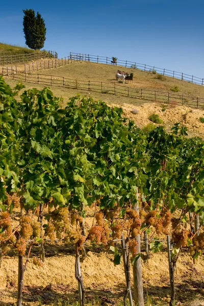 Itália, Toscana, Vale de Bolgheri, vinha, uva de vinho — Fotografia de Stock