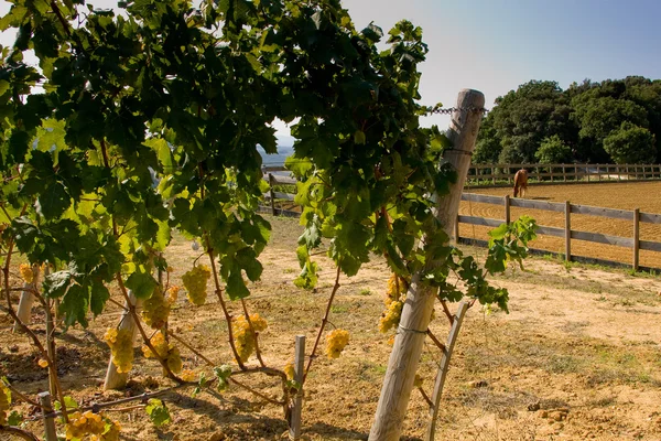 Italy, Tuscany, Bolgheri valley, vineyard, wine grape — Stock Photo, Image