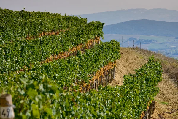 Italien, Toscana, Bolgheri valley, vingård, vindruva — Stockfoto