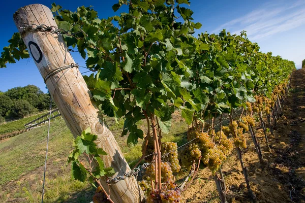 Italy, Tuscany, Bolgheri valley, vineyard, wine grape — Stock Photo, Image