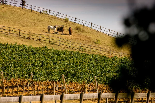 Italy, Tuscany, Bolgheri valley, vineyard, wine grape — Stock Photo, Image