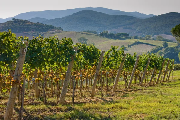 Italie, Toscane, Vallée de Bolgheri, vignoble, raisin de cuve — Photo