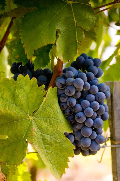 Italy, Tuscany, Bolgheri valley, vineyard, wine grape — Stock Photo, Image