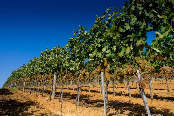 Italy, Tuscany, Bolgheri valley, vineyard, wine grape — Stock Photo, Image